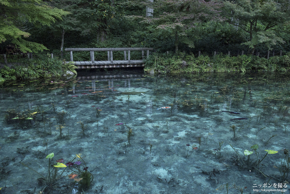 岐阜県_関市_モネの池_0301