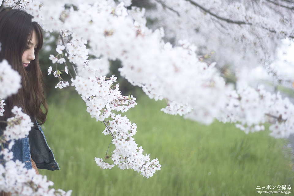 ポートレート_桜_0001