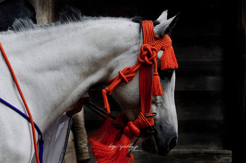 animal-2647