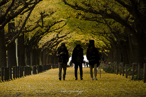 2015_jingugaien1127-7346
