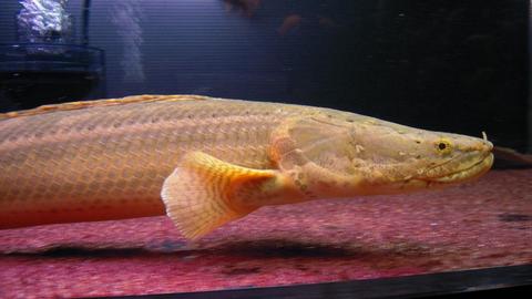 チャド・ビキール、現在の所感みたいなもの : アクアワーク ～古代魚