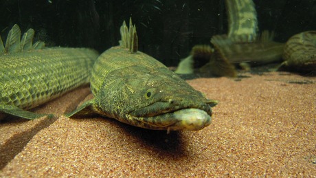 ギニア☆エンドリケリー☆44cm±☆体色濃く良い顔しています！