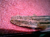 4a0779d8-s.jpg