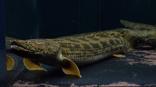 ポリプテルスアンソルギー