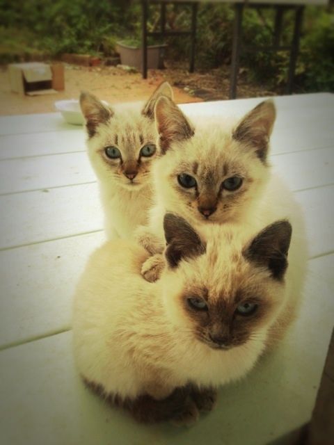 ȋȑq400r [f]ڋ֎~]©bbspink.com	->摜>720 