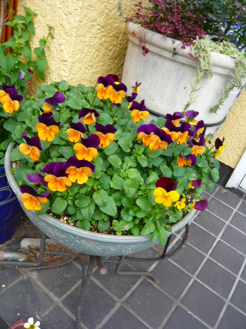 P1160109