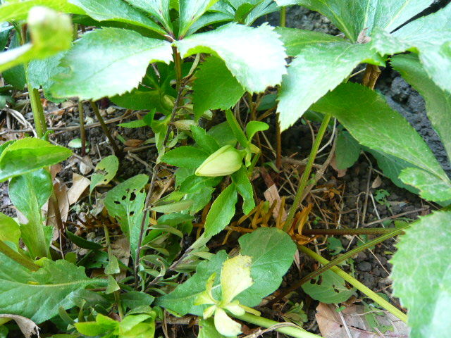 P1190118
