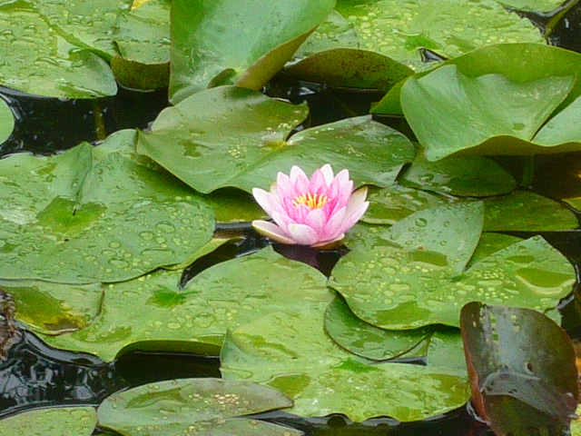 P1180595