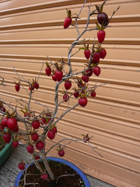 P1160104