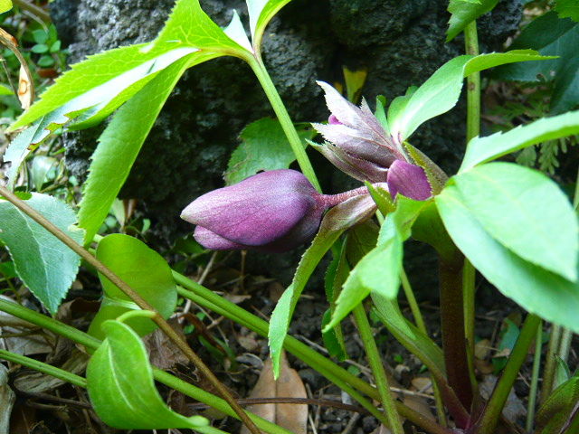 P1190120