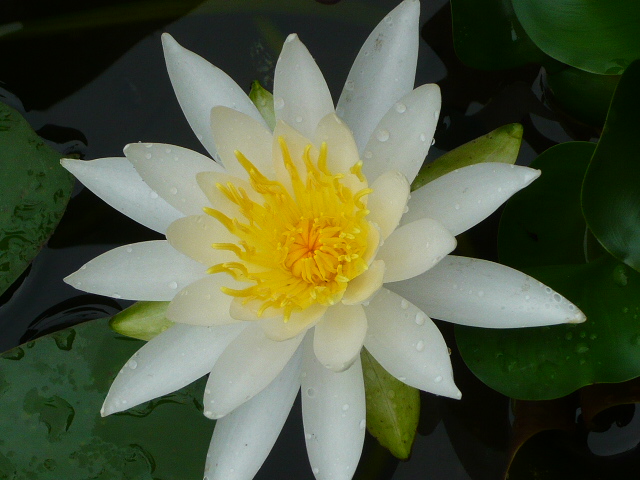 P1180589