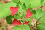 4eDSCF4961 (7)