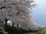 東川対岸より