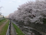 東川桜通り追加