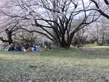 舞う桜