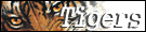 about Tigers