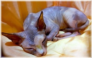sphynx-cat-1246696_960_720