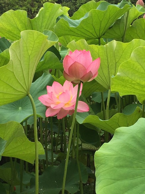 蓮