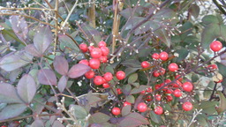 P2043282
