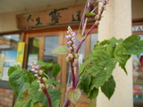 DSCN9947