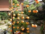 DSCN9707