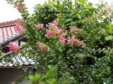 DSCF0865