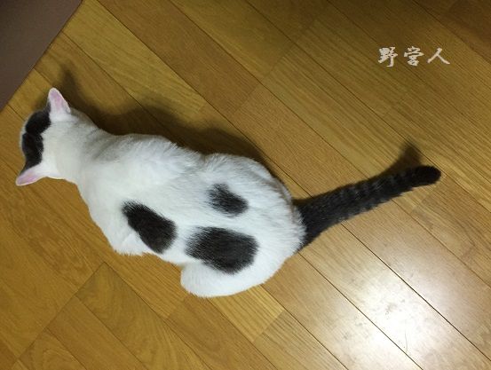 fukumaru132