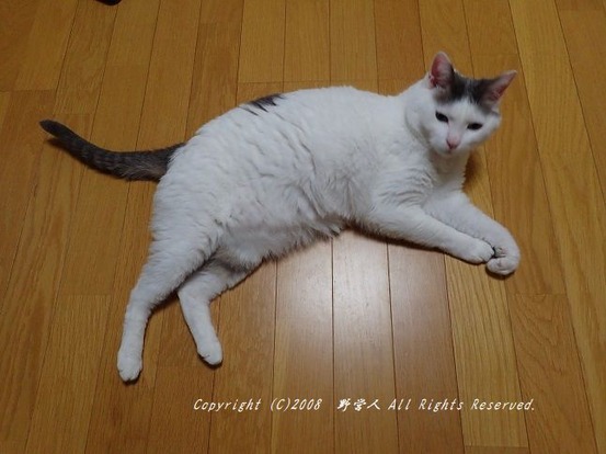 fokumaru261