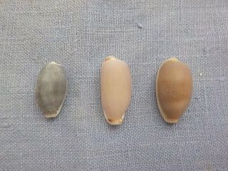 タカラガイ3種