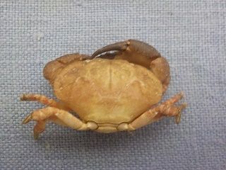 オウギガニ