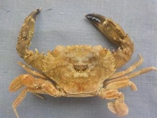 ベニツケガニ