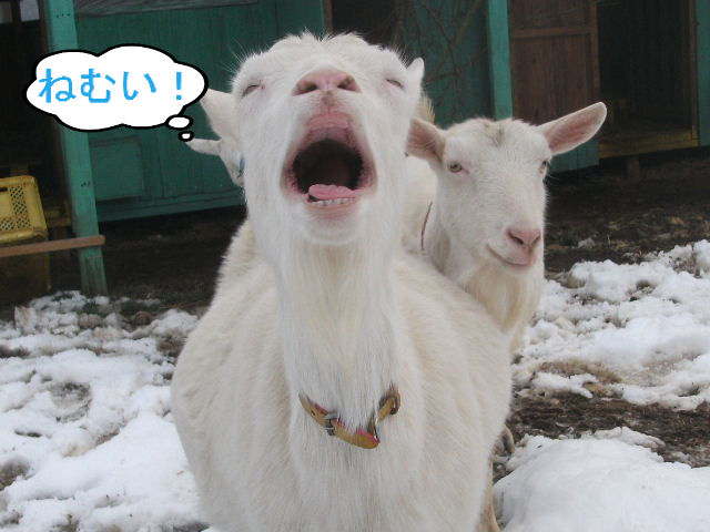 BlogPaint