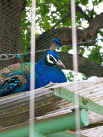 090921動物園2