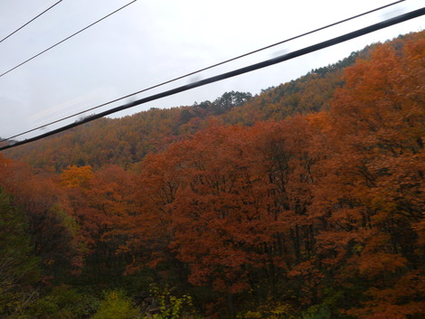 20111106紅葉!