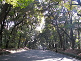 20100305木漏れ陽