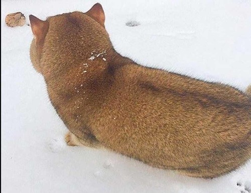 ロシアで柴犬みたいな猫が発見される