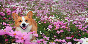 春の訪れを感じるような犬+花の画像6