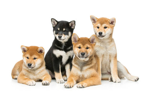 柴犬飼いたいんだけど何色がオススメ