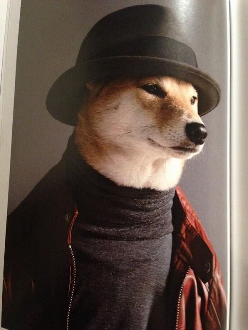 モデルは柴犬4