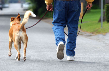 散歩してる犬を見るとかわいい