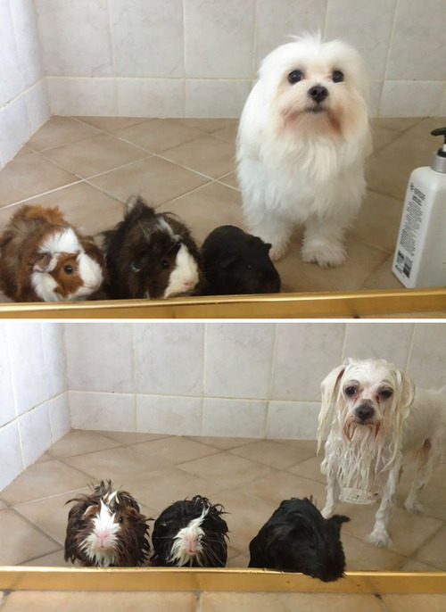 シャンプーした犬のビフォーアフター3
