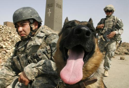 軍用犬「俺の戦争じゃなかった、人間にやれって言われたんだ