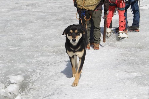 登山隊に付いてきた野良犬さん、バルンツェ登頂に成功3