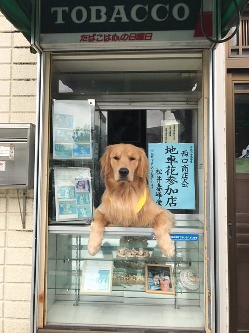 犬さん、タバコ屋に就職する