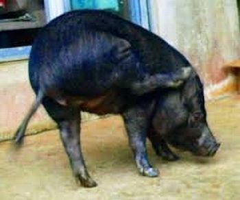 自分を犬だと思っている?芸達者なブタがいた