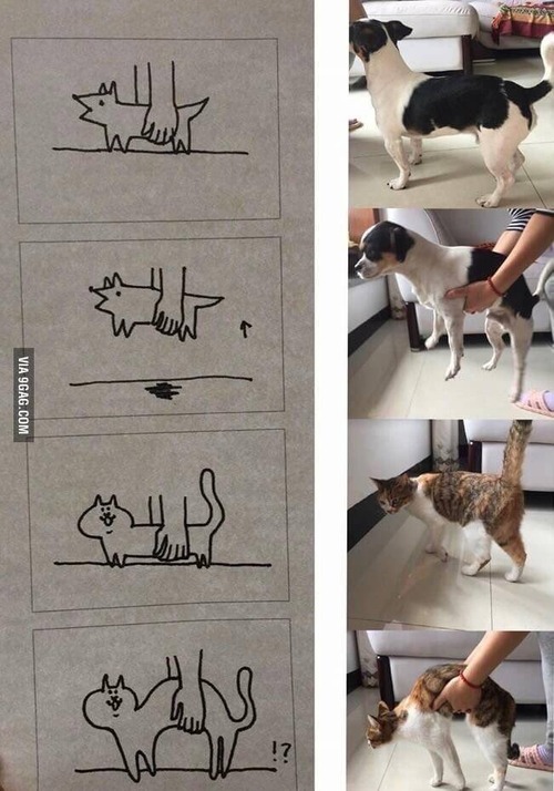 犬と猫の違い いぬぱんち
