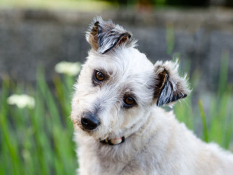 犬が首をかしげる仕草大好き部2