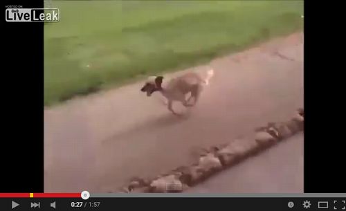 救急車で運ばれる飼い主を必死で追うワンコ