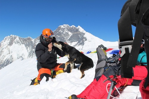 登山隊に付いてきた野良犬さん、バルンツェ登頂に成功2