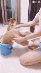 犬への罰としてやってはいけないNG行為2